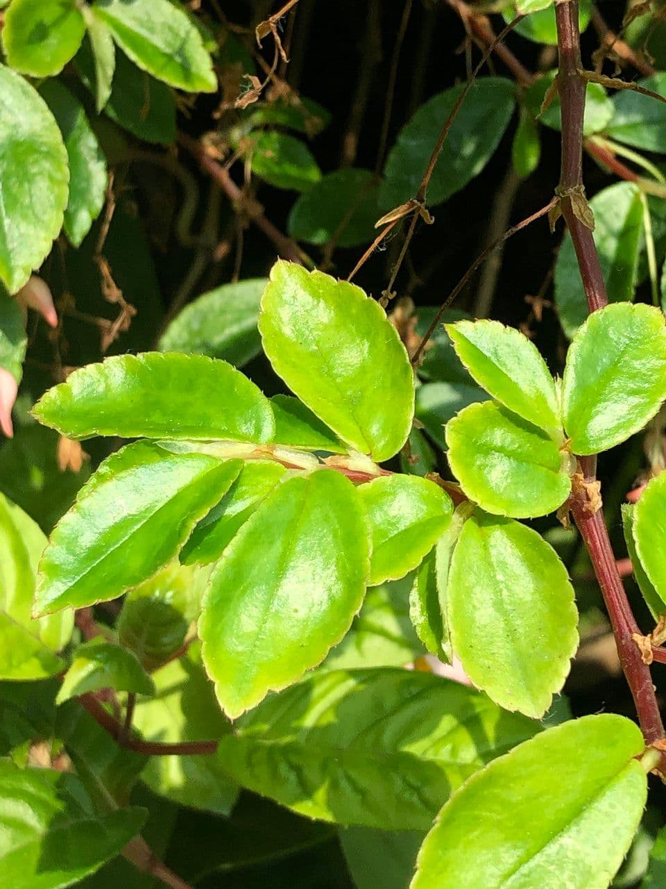 Fuchsienblättrige Begonie 20