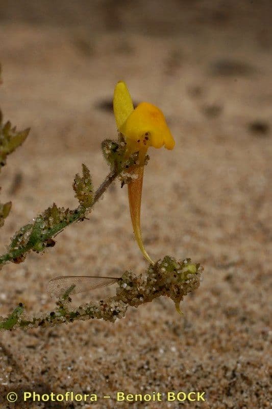 Linaria 12