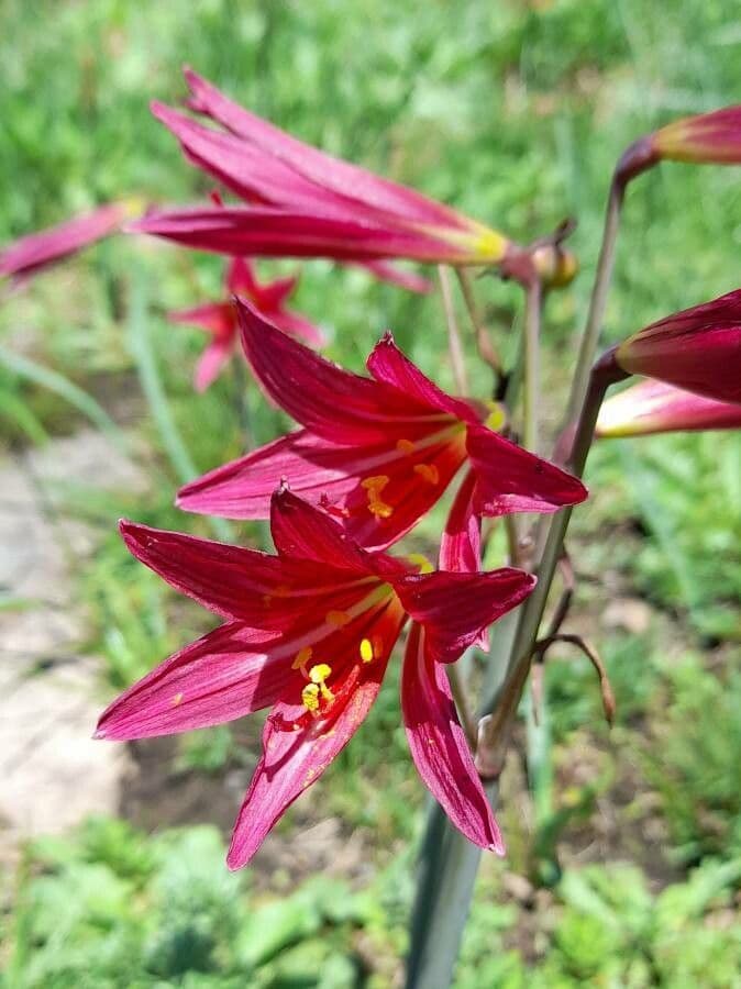 Rhodophiala 4