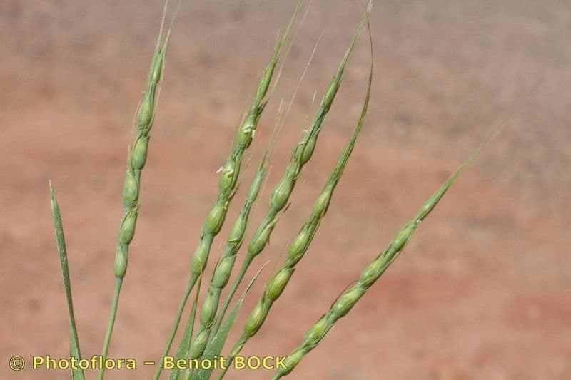 Aegilops ventricosa 18