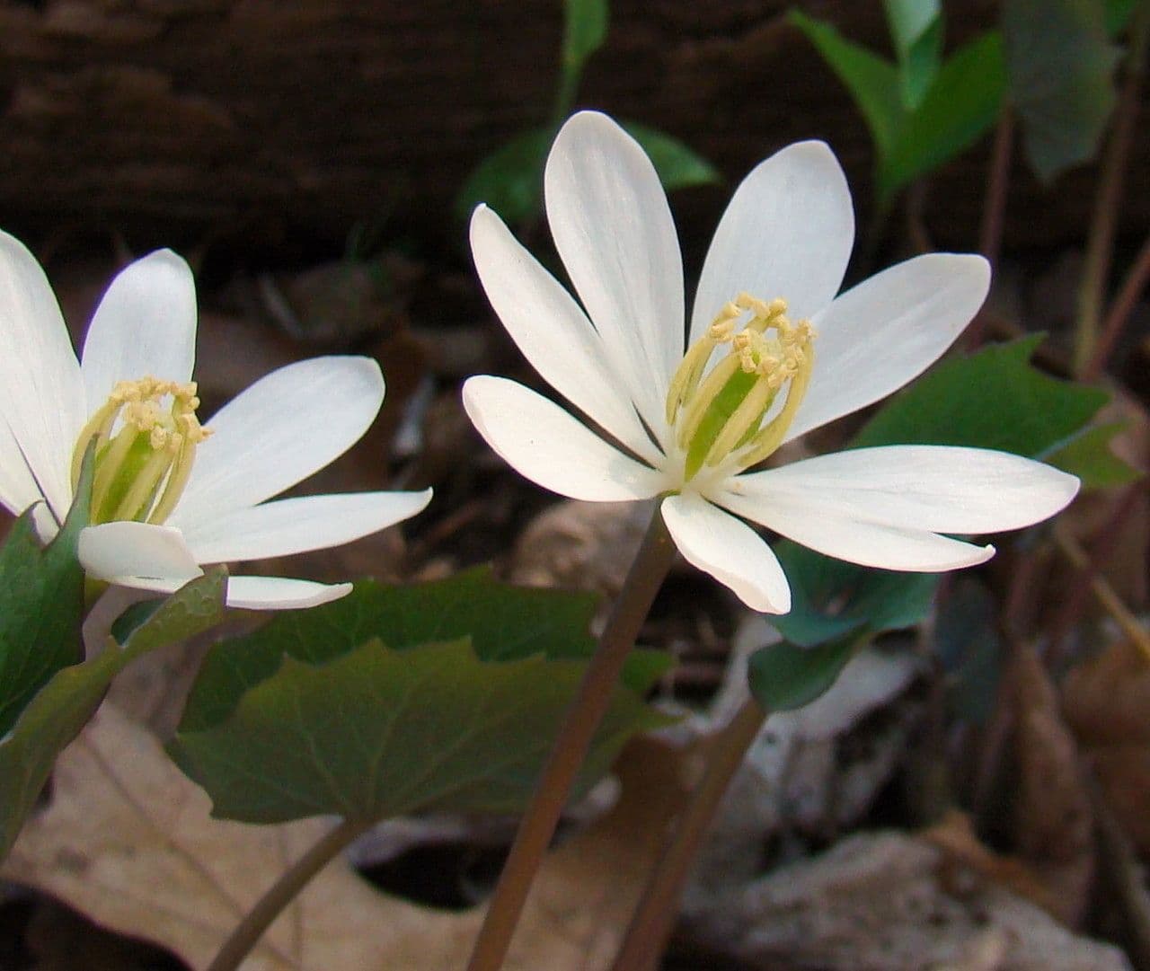 Jeffersonia diphylla 8