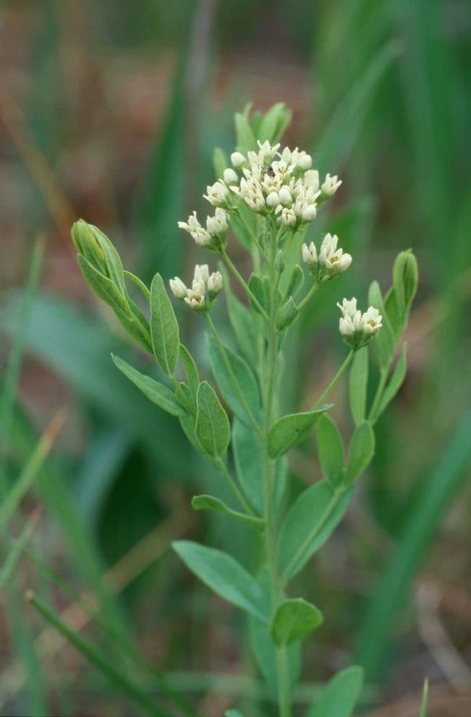 Comandra umbellata 4