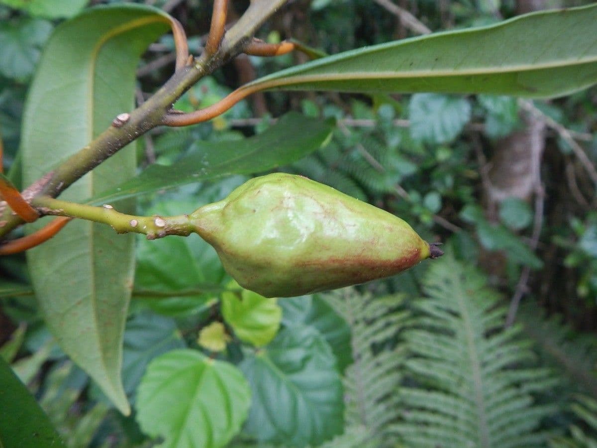 Cryptocarya 5