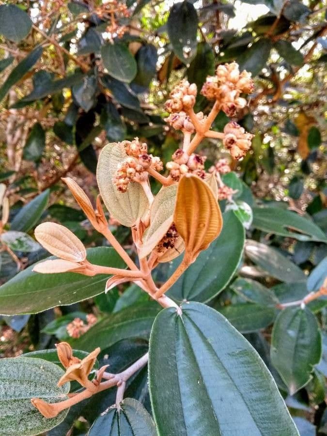 Miconia bianca 10