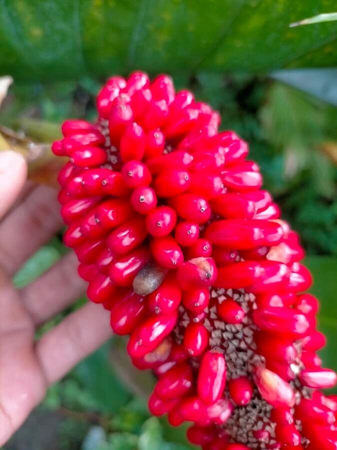 Anturio