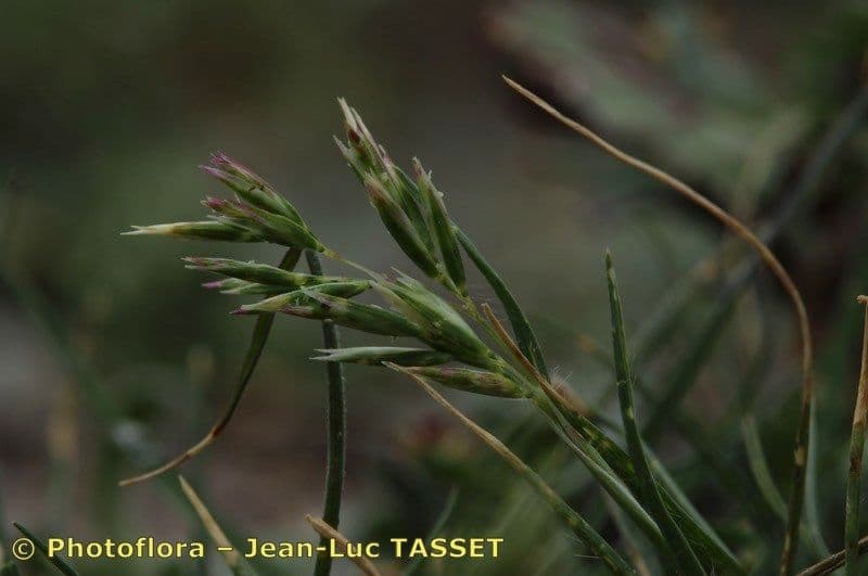 Arabian grass 2