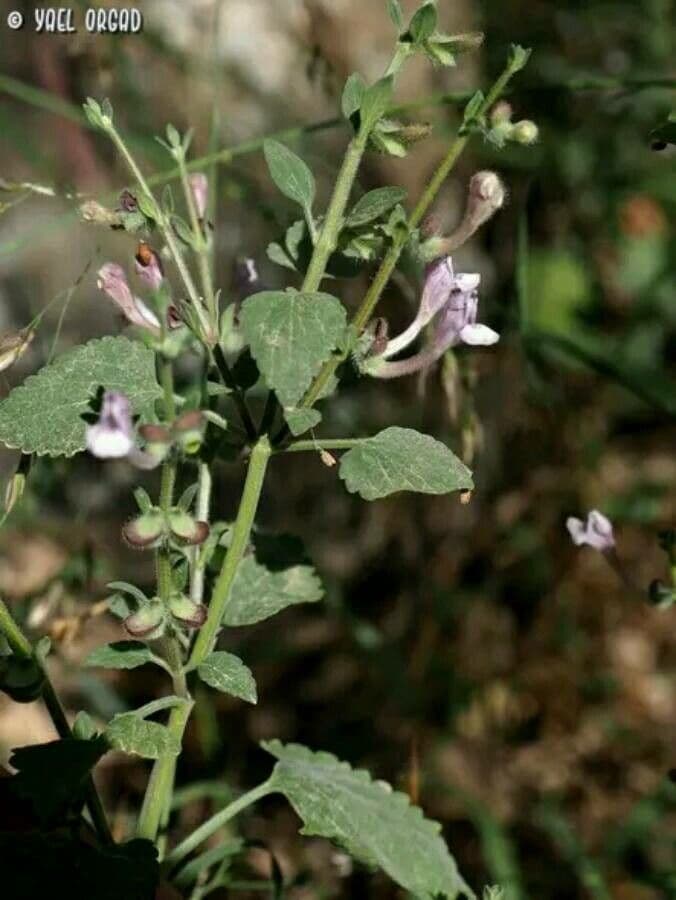 Scutellaria a brattee corte