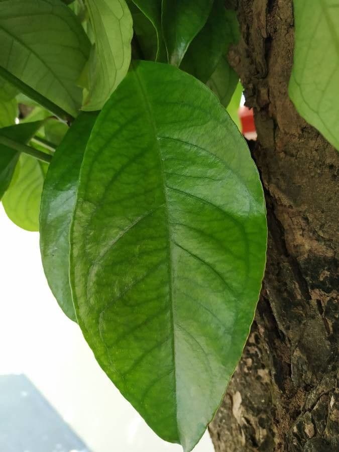 Syzygium malaccense 18