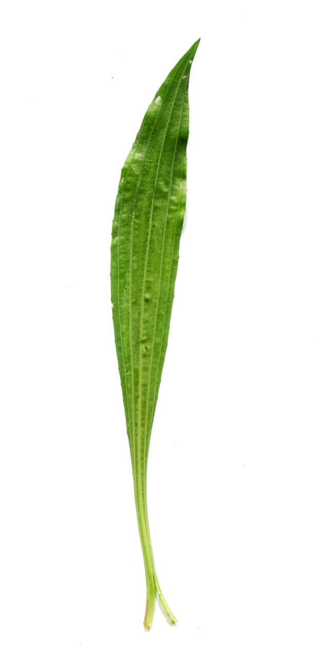 Jitrocel prostřední 29