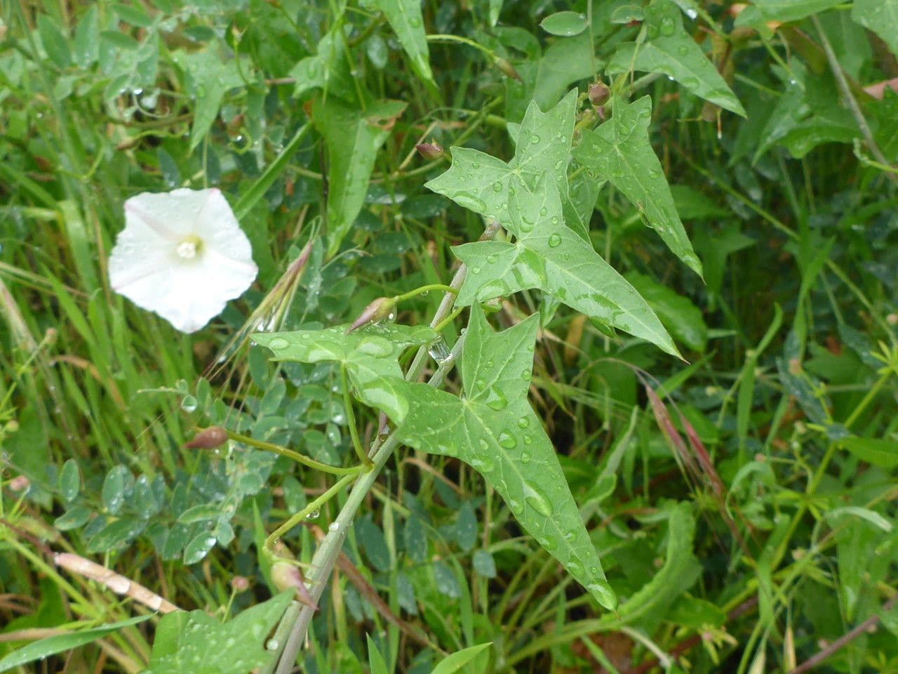 Calystegia porpora 11