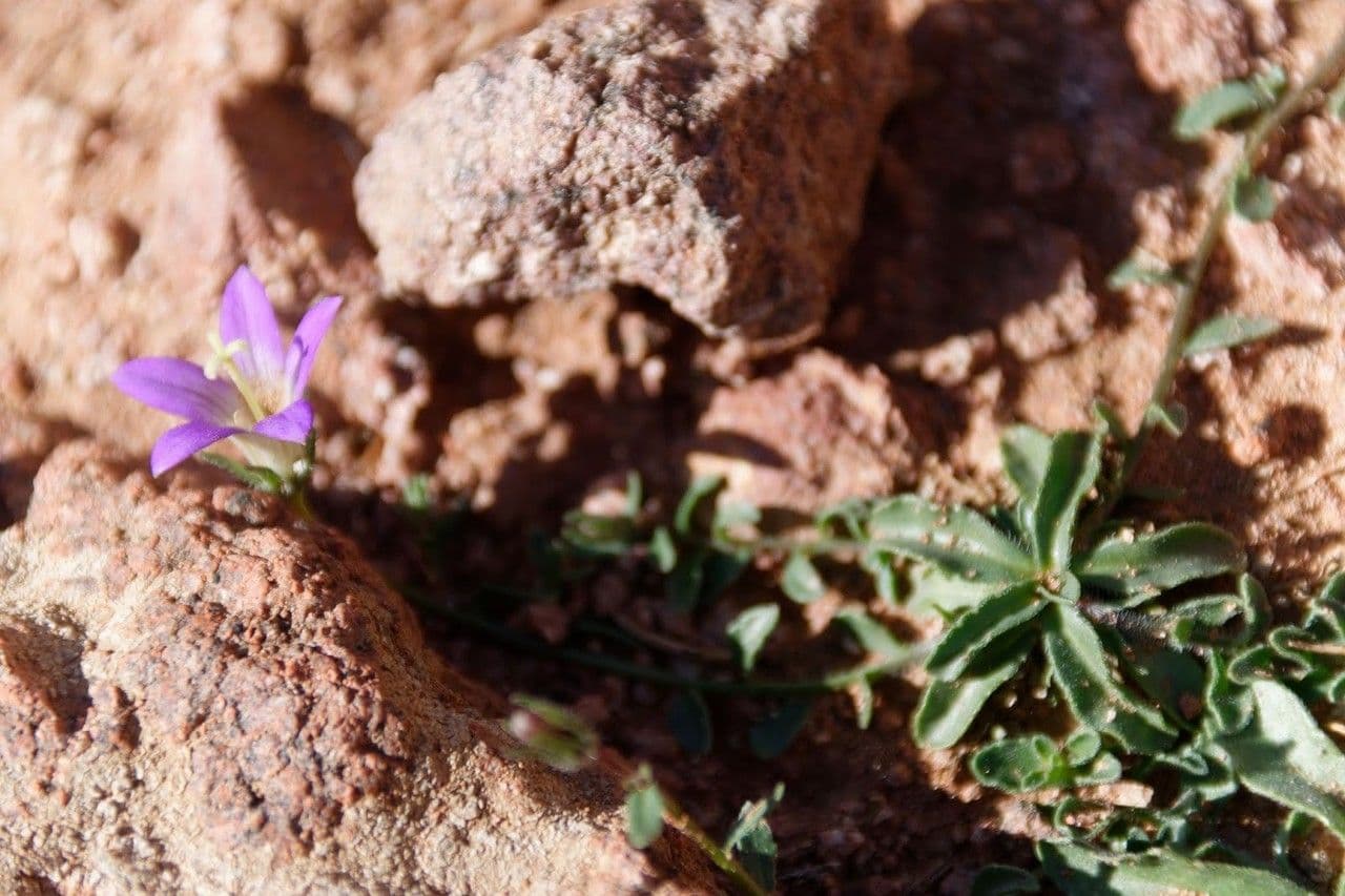 Campanula 2