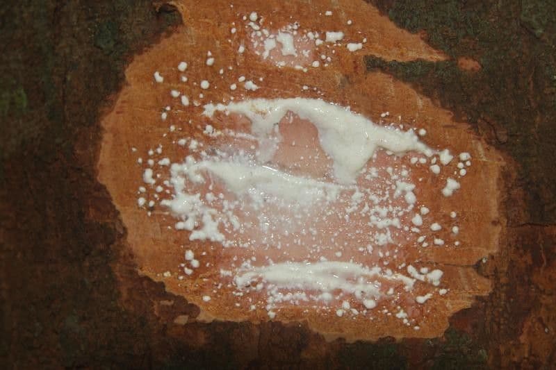 Parahancornia 12