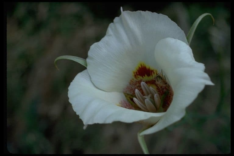 Calochortus venusto 6