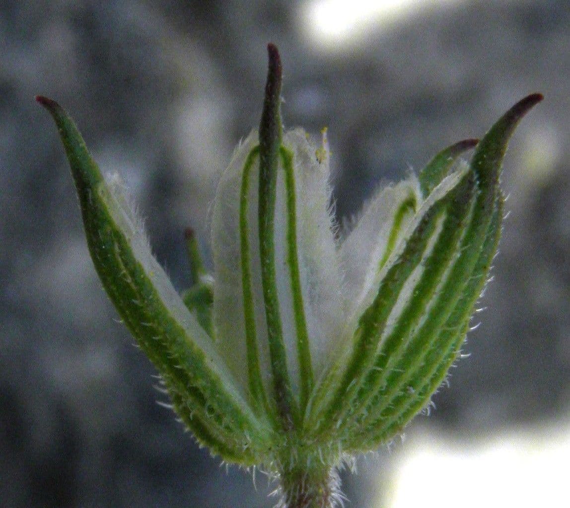 Kranichschnabel