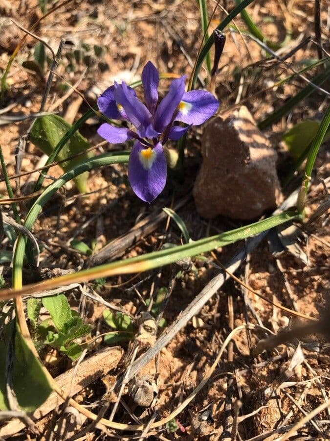 Moraea 4