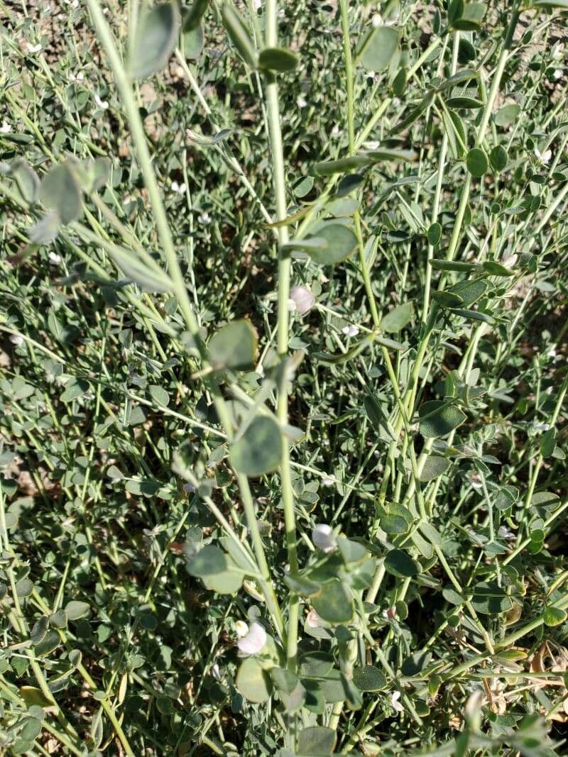Acmispon americanus 11