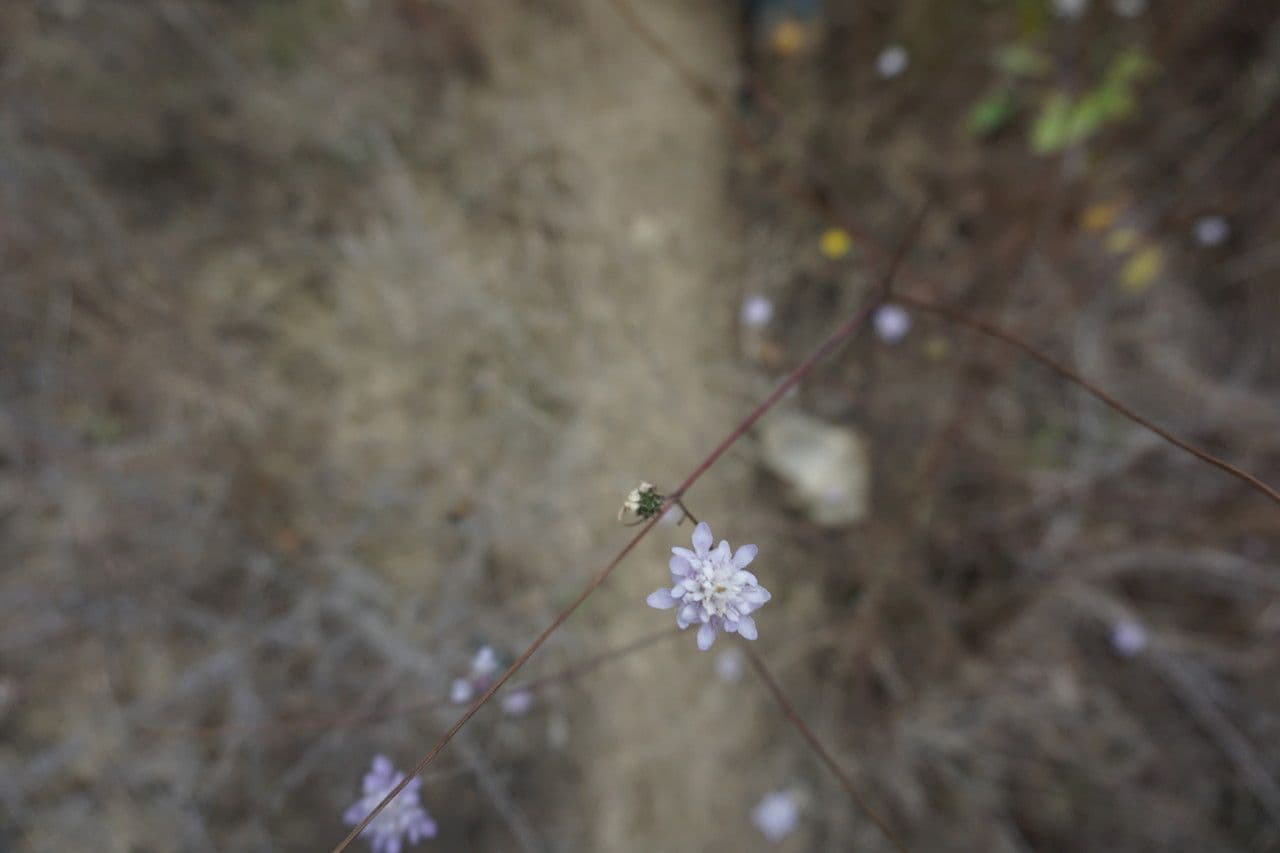 Cephalaria transilvana 19