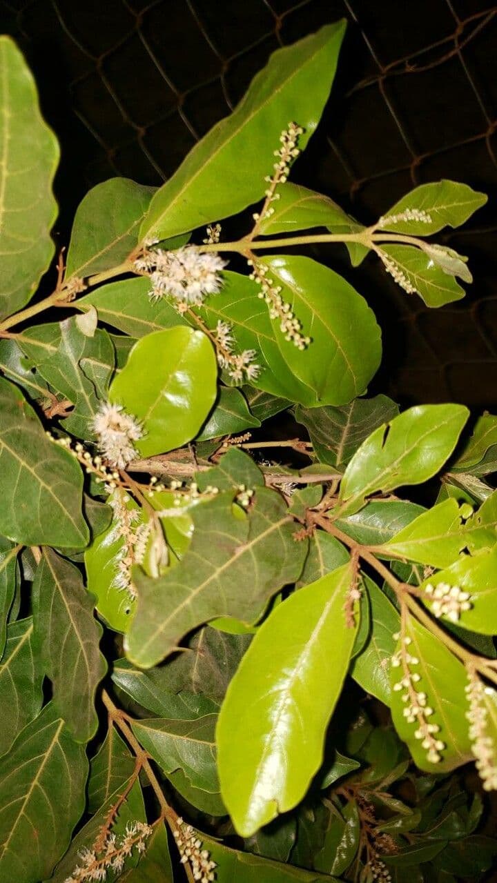 Kinkeliba 4