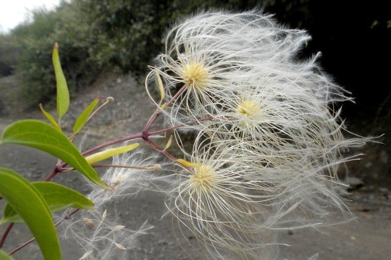 Clematis orientale