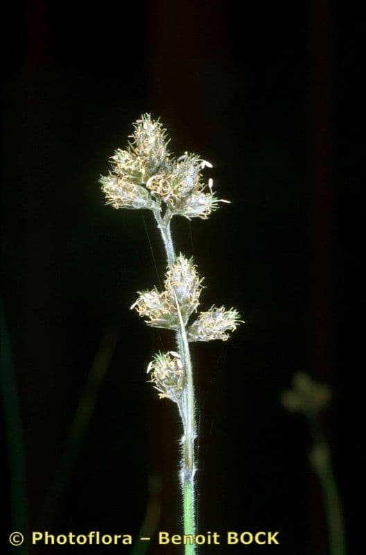 Fuirena pubescens 14