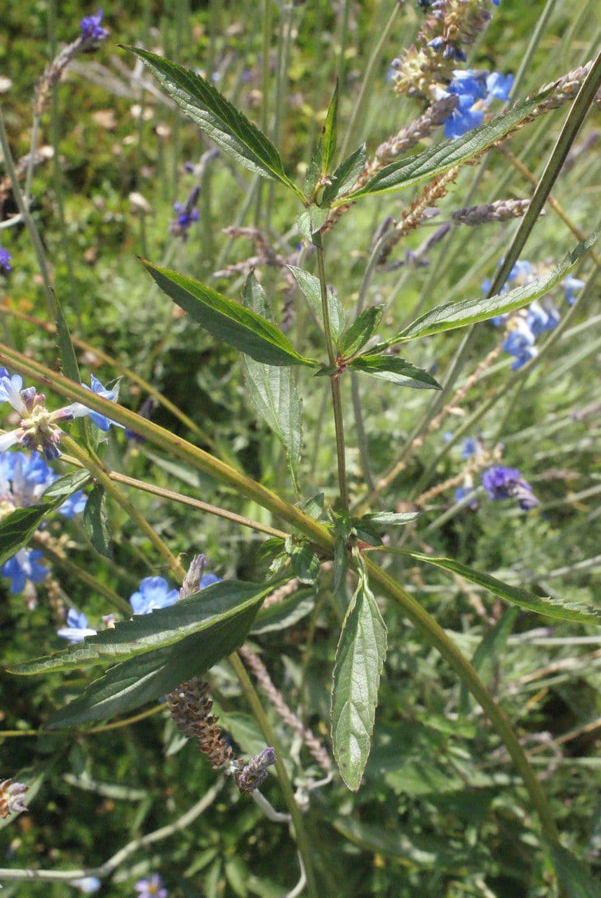 Bog sage 11