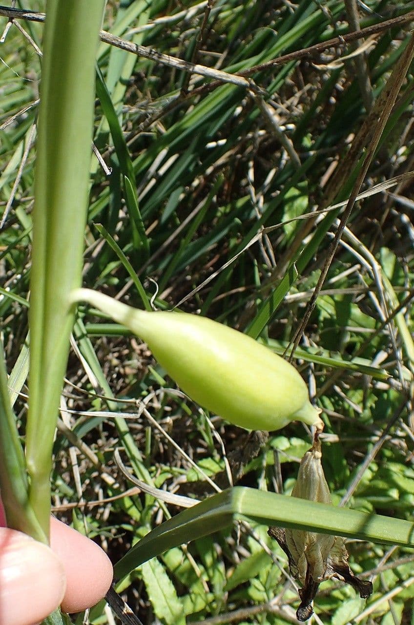 Iris tuberoso 3