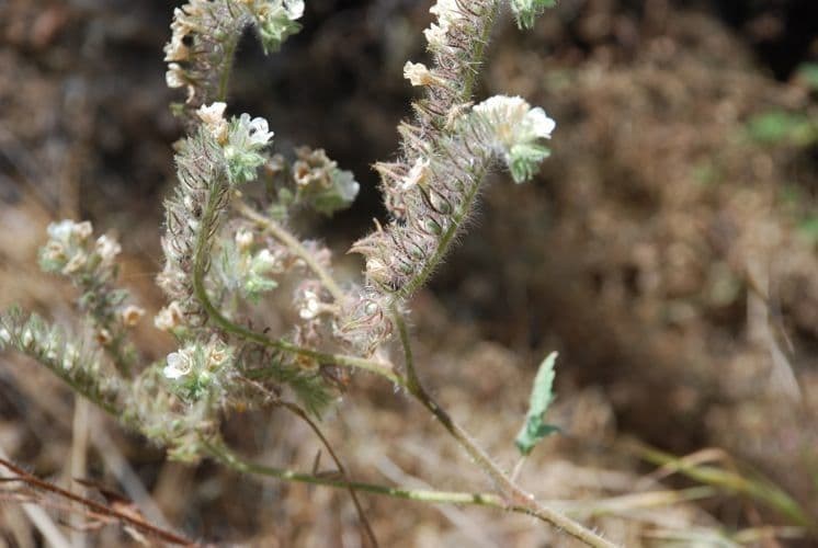 Phacelia cicutaria 9