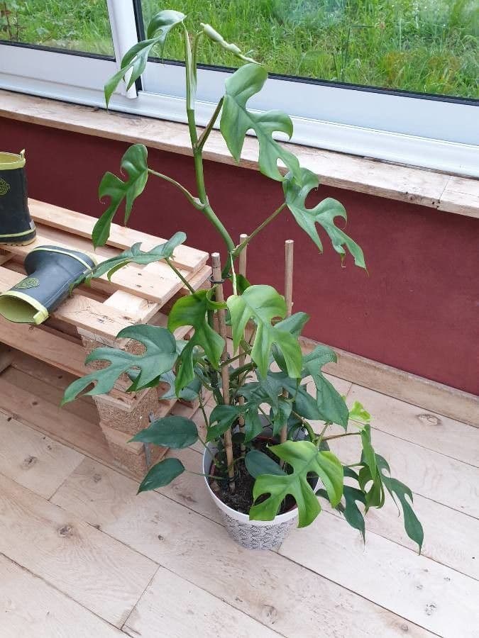 Monstera minima