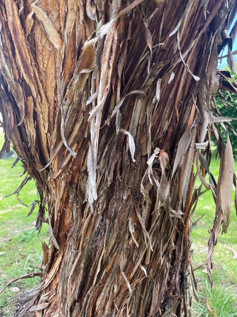 Silberprinzessin-Eukalyptus 17