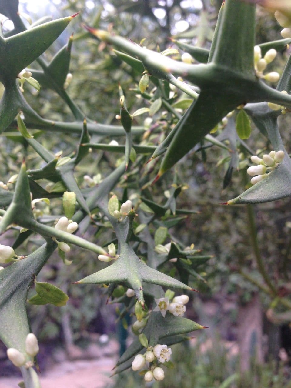 Colletia 20