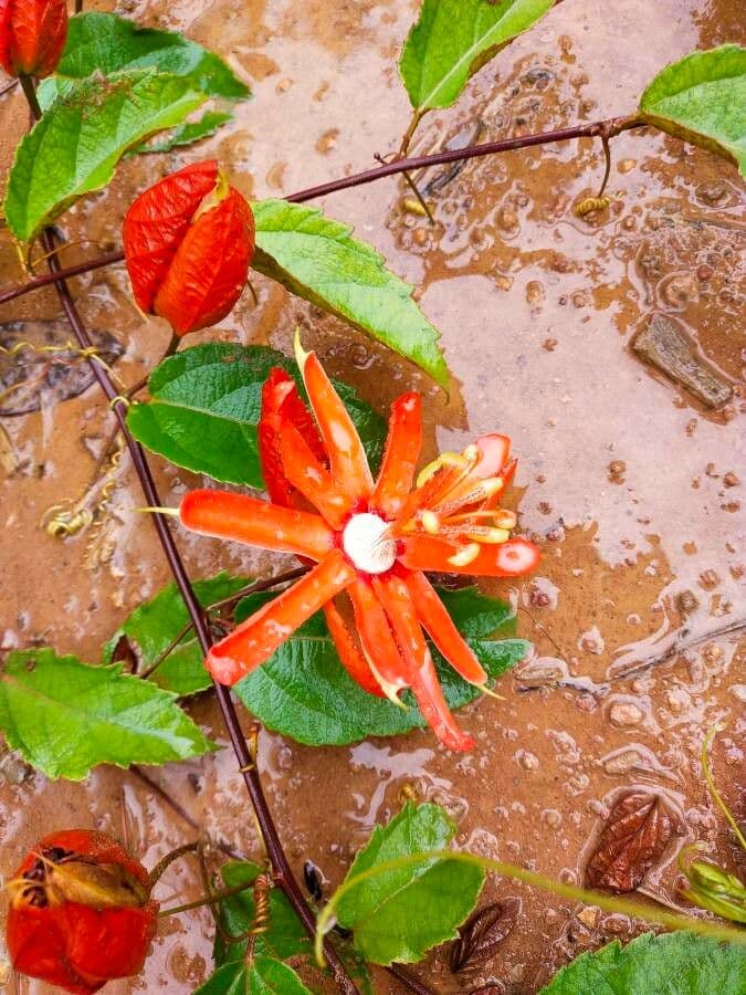 Passiflore écarlate 6
