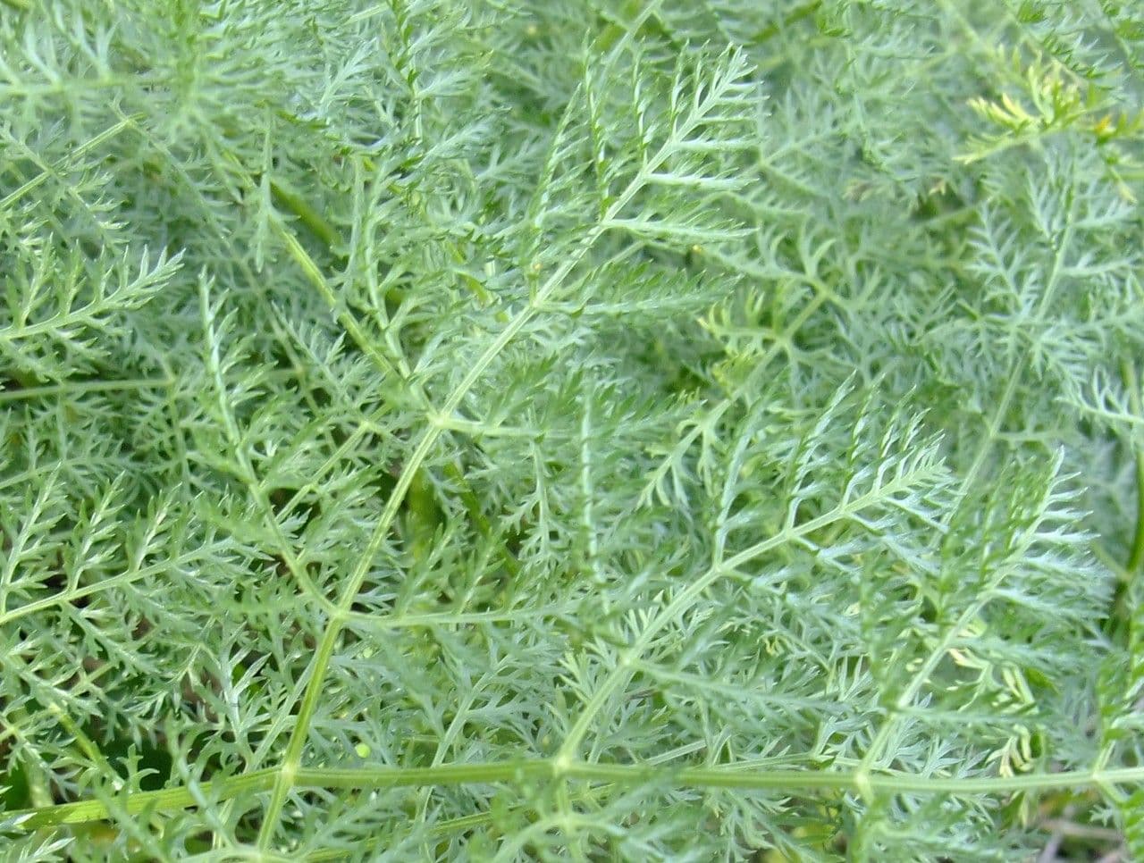 Laserpitium 18