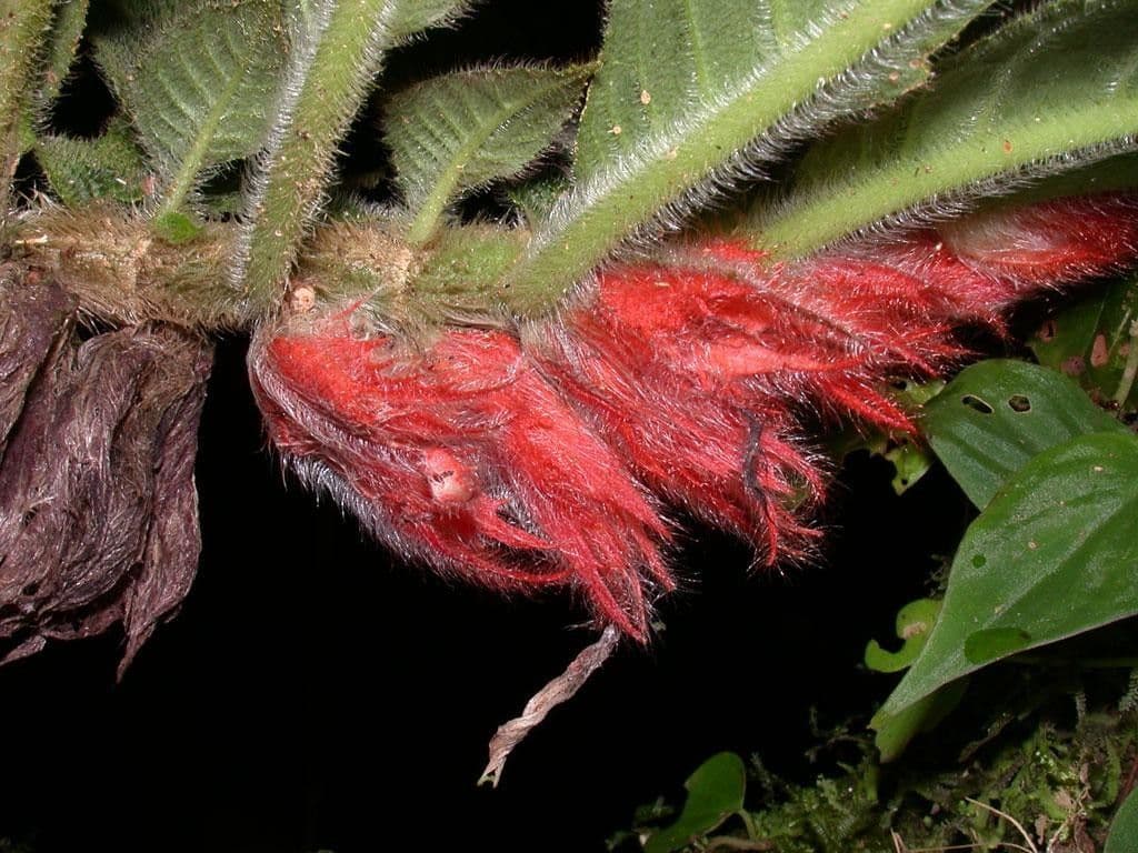 Columnea 2