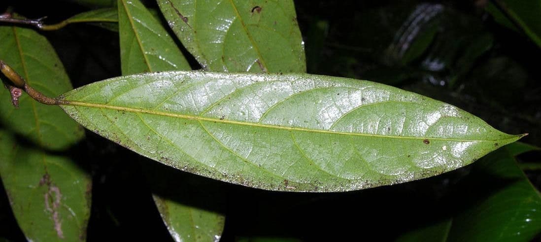 Ocotea leucoxylon 13