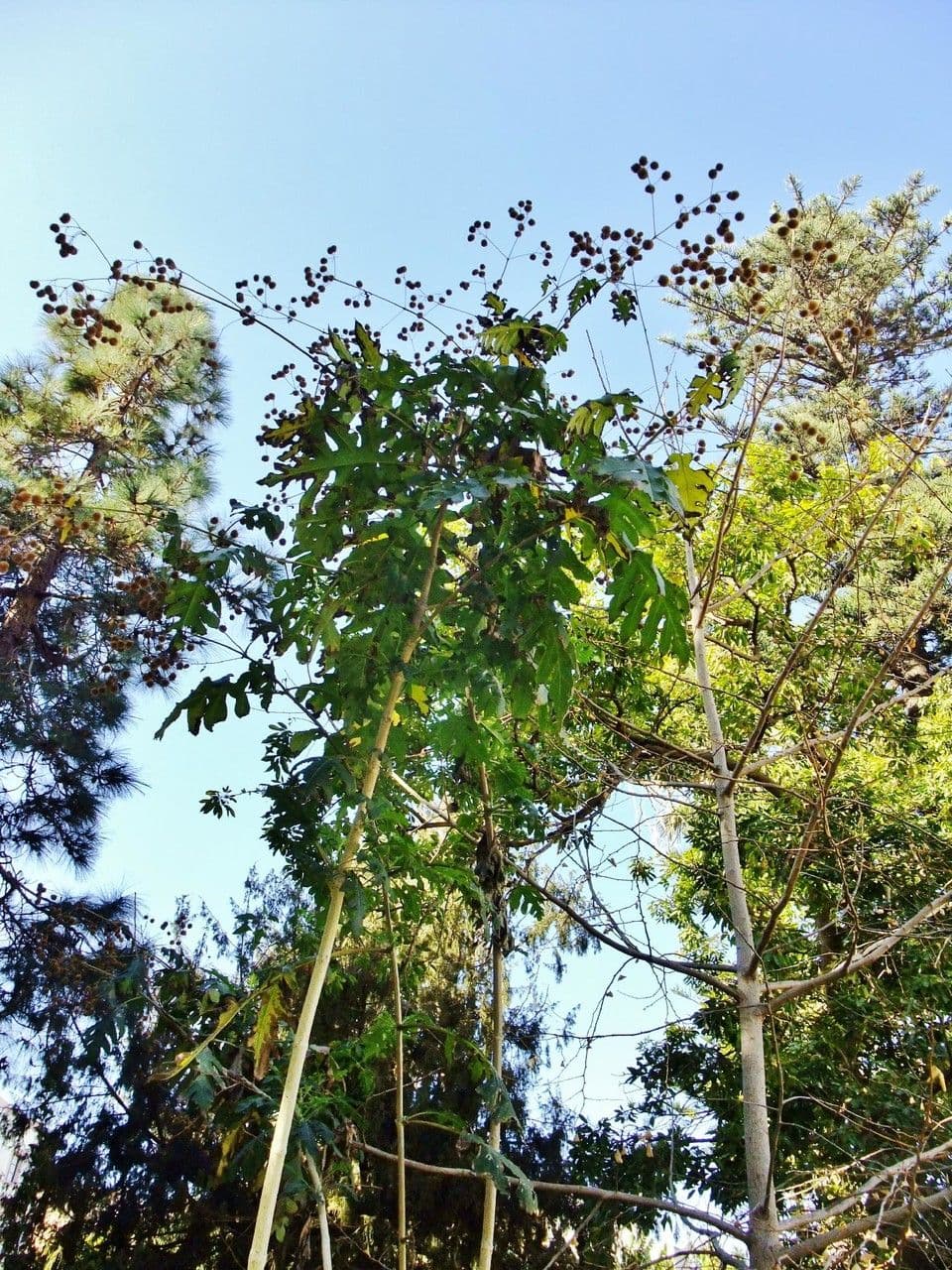 Montanoa 11