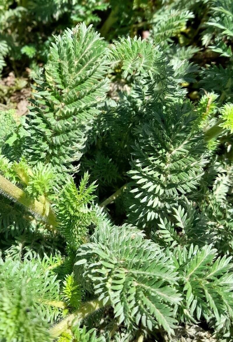 Acaena 10