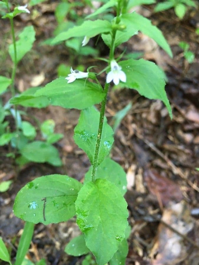 Lobelia 7