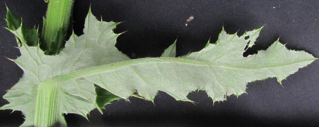 Cirsium mexicanum 17