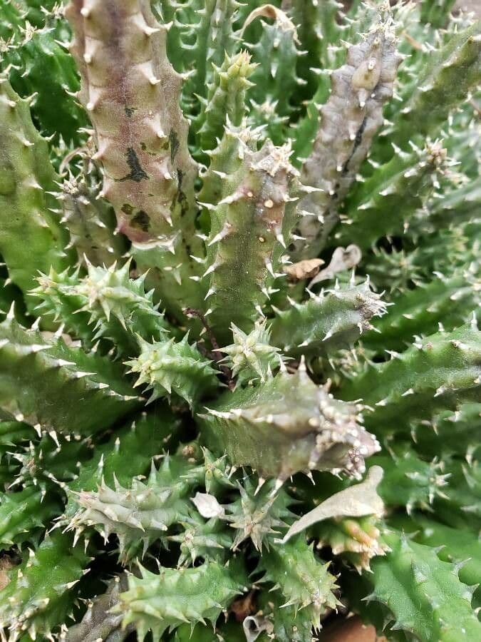 Huernia 3