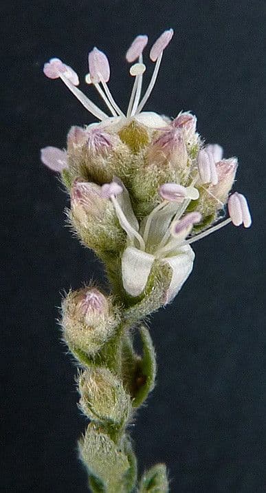Cressa cretica 5