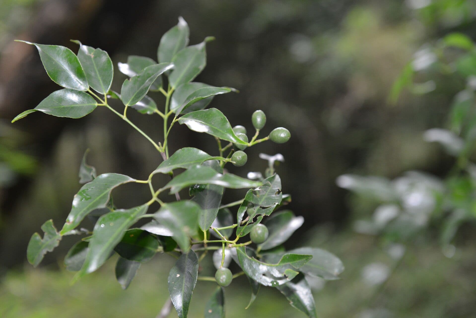 Amyris Baumier 2