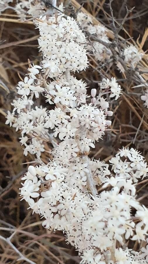 White asparagus 9