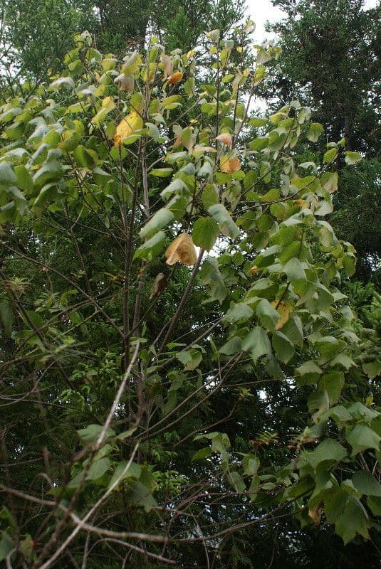 Dombeya 6