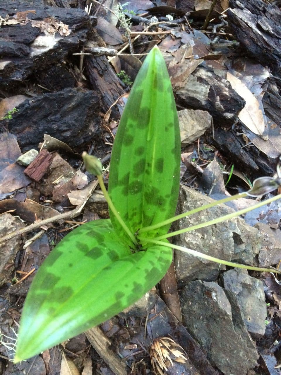 Scoliopus 9