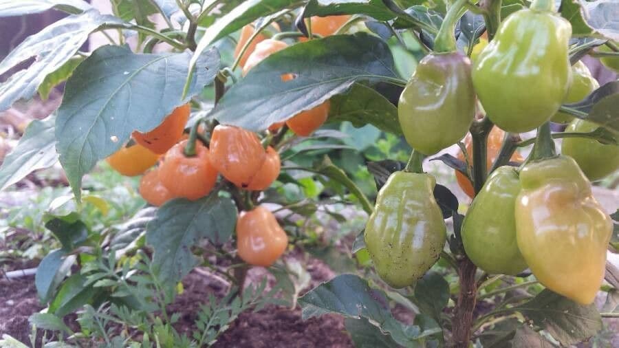 Peperoncino cinese 3