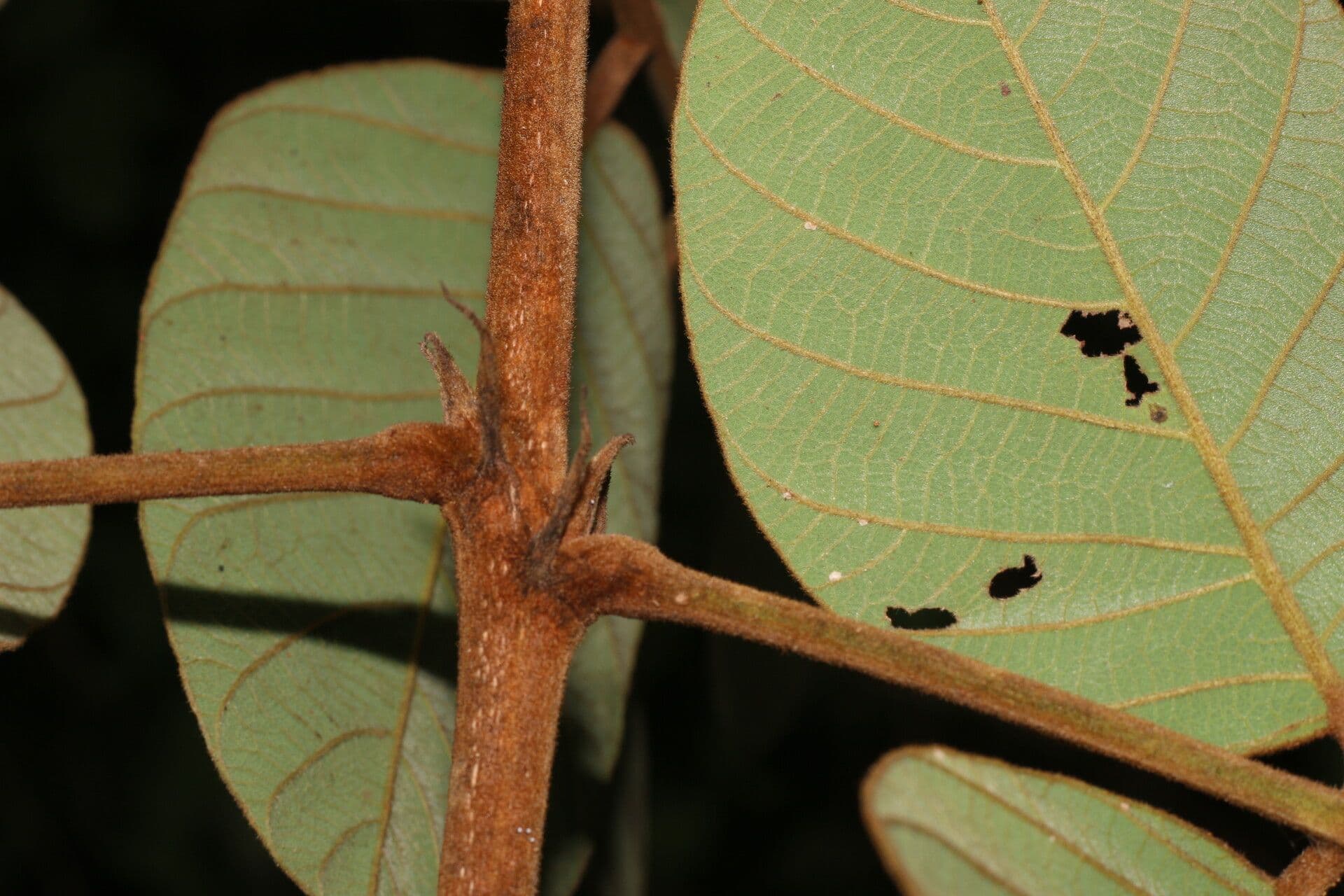 Lonchocarpus 12
