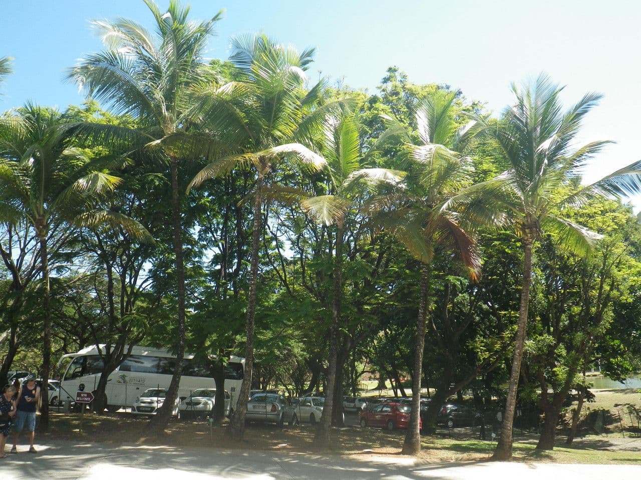 Cocotier 15