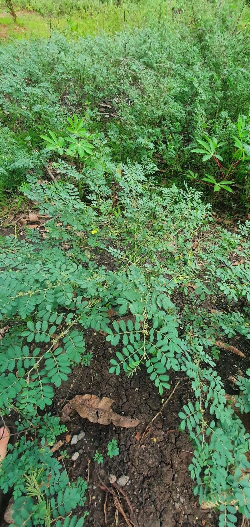 Indaco 11