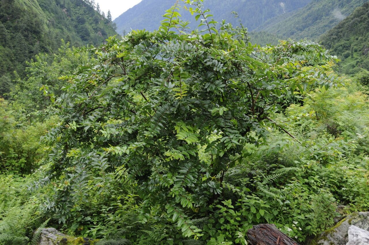 Coriaria nepalensis 7