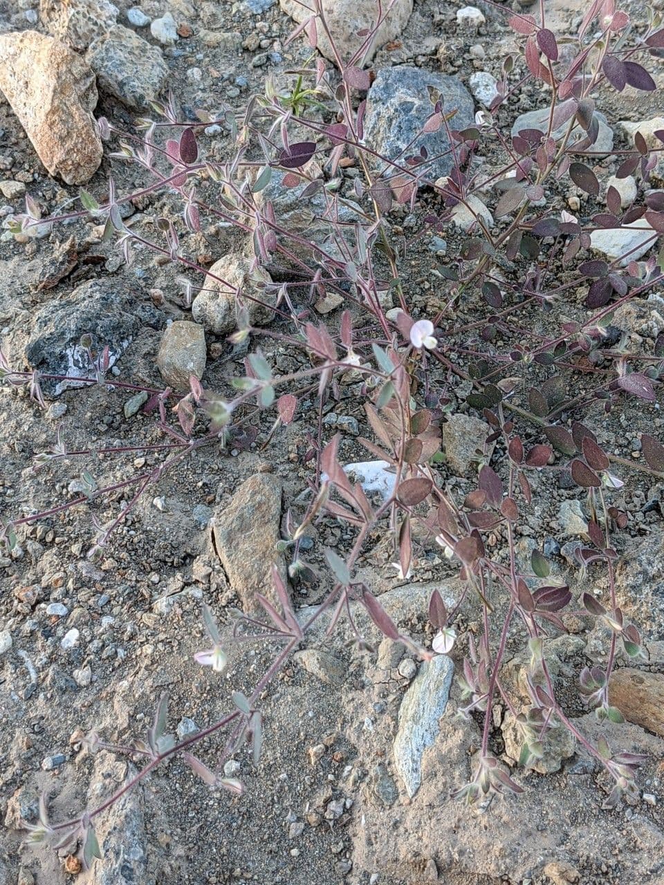 Acmispon americanus 8